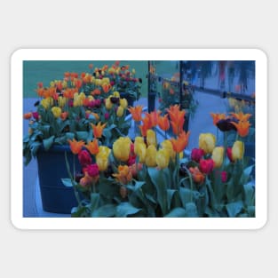 Amsterdam tulip flower Sticker